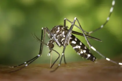 La Alcaldía confirma el primer fallecido por Chikungunya en la capital cruceña