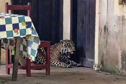 ¿Es biocidio? Un jaguar ingresa en una casa de Guayaramerín y un dirigente lo mata con una escopeta