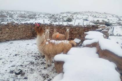 Una densa nevada golpea a Colcha K; los productores de la zona están afectados y urgen ayuda