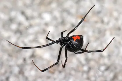 Tres privadas de libertad fueron picadas por una araña viuda negra en Oruro, según Régimen Penitenciario