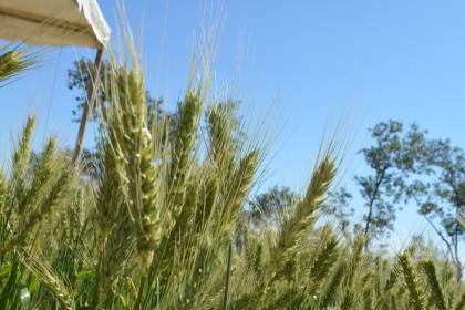 Anapo plantea impulsar la biotecnología para incrementar la producción de trigo y así mantener el precio del pan