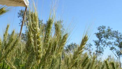 Anapo plantea impulsar la biotecnología para incrementar la producción de trigo y así mantener el precio del pan