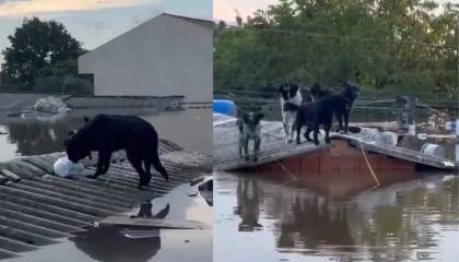 En medio de las inundaciones en Brasil, perritos luchan por sobrevivir subiendo a los techos de las viviendas 