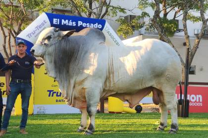 Teo FIV, el toro más pesado de Expocruz 2025 con 1.275 kilos 