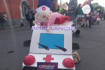 Con creativos y coloridos, así se realiza el Corso de Mascotas de Cochabamba