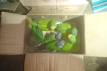 Descubren casi 30 loros en una encomienda en la terminal de Oruro