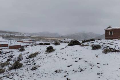Reportan que las nevadas ponen en riesgo la alimentación del ganado en 12 comunidades de Potosí 