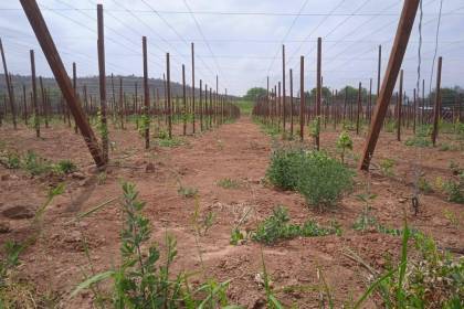 “Se secaron nuestros ríos”: Alertan que peligra producción de hortalizas en los valles cruceños a causa de la sequía 