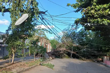 Árboles caídos y un tendido eléctrico afectado; los fuertes vientos causan estragos en Santa Cruz