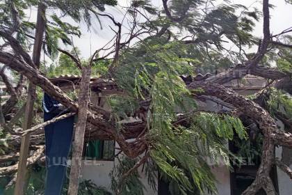 Fuertes vientos: cuatro niños se quedaron sin un lugar donde dormir por la caída de un árbol; su abuela pide ayuda