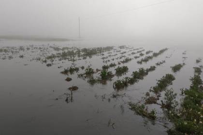 La Paz: Hectáreas de papa, cebada y quinua se pierden por el desborde del río en Pucarani, señalan pobladores