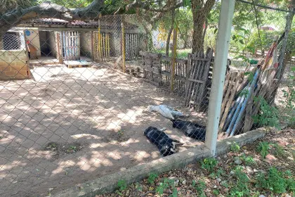 Siete perros murieron envenenados por extraños que irrumpieron en un refugio de animales rescatados