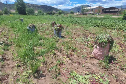 En Capinota, productores tuvieron que cosechar antes de tiempo para intentar salvar sus productos dañados por la inundación