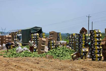 Bananeros nuevamente arrojan su producción en la carretera y denuncian cuantiosas pérdidas por los bloqueos