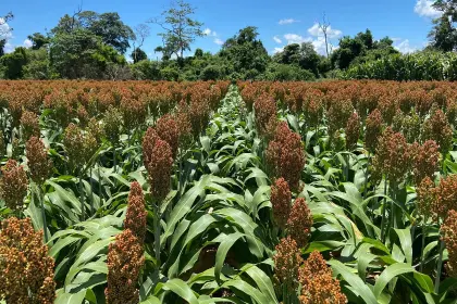 Tras reunión, intercultural de Concepción dice que el Gobierno garantizó la exportación de soya por lo que se levanta advertencia de bloqueos