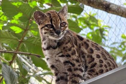El tilcayo será la mascota de los Juegos Bolivarianos La Paz 2029
