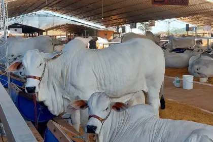 Todo listo para Fexposiv 2026: Participarán más de 220 empresas y se exhibirán más de 390 animales