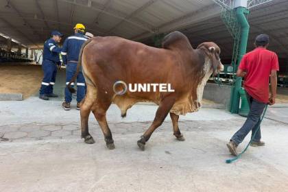 Comienza el ingreso de ganado al campo ferial a nueve días del inicio de la Expocruz