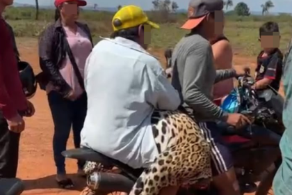 Fiscalía pide detención preventiva para el hombre que mató y mutiló a un jaguar en Guayaramerín
