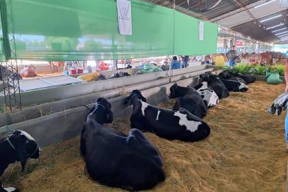 Sector lechero señala que producción se queda en las granjas por falta de combustible