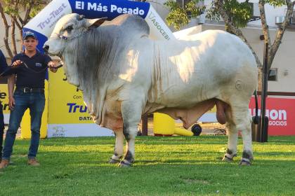 Teo FIV, el toro más pesado de Expocruz 2025 con 1.275 kilos 