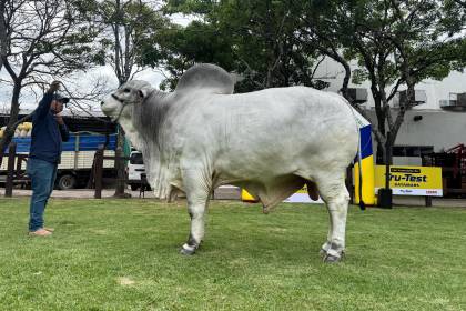 Expocruz: Thanak es el toro más pesado de la raza Nelore Mocho