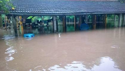 TCO Yuracaré: Tras desborde del río Ichilo, cultivos y animales quedaron bajo el agua 