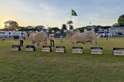 Stallone Fiv hace historia en Brasil y gana en la categoría Toro Senior en Expozebu 2026