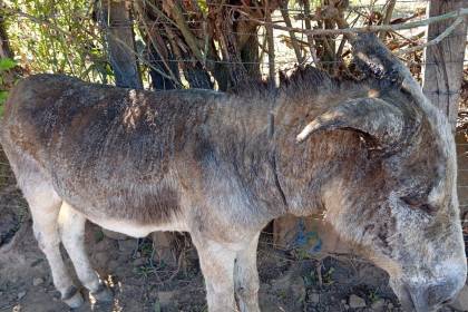 Mueren dos de los siete burros que fueron quemados vivos en Chuquisaca y se investiga biocidio