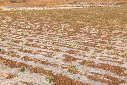 Granizada en Tarija afectó cultivos de arveja, ajo, haba y cebolla