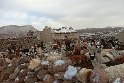 Más de 209.000 cabezas de ganado y casi 29.000 hectáreas de seis departamentos están afectados por las nevadas