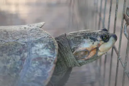 Rescatan a tortugas que eran ofrecidas en El Alto