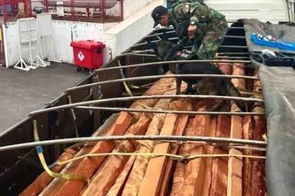 Fiscalía anuncia el cierre de procesos contra exportadoras en el caso maderas: “Resultados han sido negativos al narco-test”