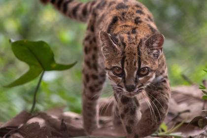 ¿Dónde habita el Tilcayo? La nueva especie de felino descubierta en Bolivia sorprende al mundo