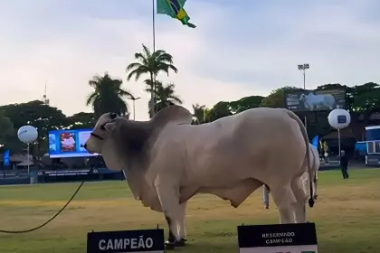 Stallone Fiv hace historia en Brasil y gana en la categoría Toro Senior en Expozebu 2026