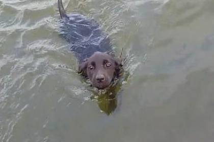 ¡Sorprendente! una mascota buscó ser rescatada por pescadores