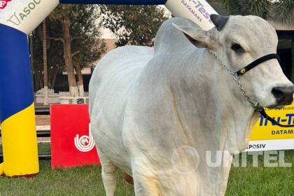 Rajado FIV Sausalito es el toro más pesado de Fexposiv 2024