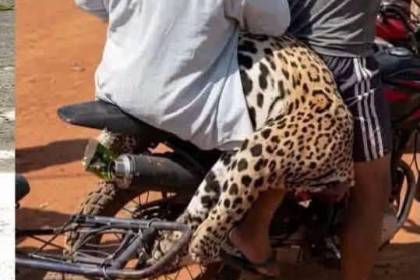 Aprehendido por matar a jaguar en Beni será imputado por al menos cuatro delitos 