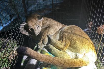 Rescatan a puma que estuvo durante horas en un árbol ante vigilia de la población en San José de Chiquitos