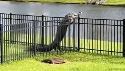 Graban a un enorme caimán cuando trepaba una cerca 