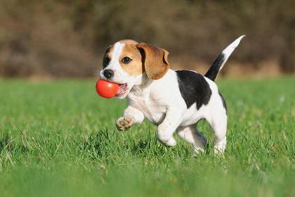 $output.data