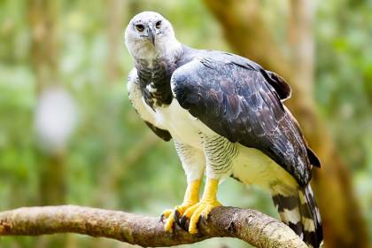 Muere un águila arpía por múltiples disparos de perdigones en el noreste de Colombia