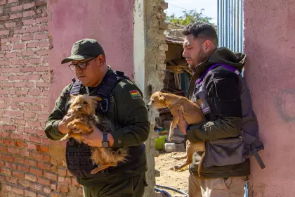 Con parásitos y desnutrición crónica, así se encontraban los 40 perros rescatados de un criadero clandestino