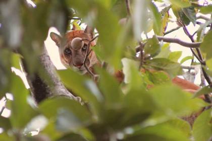 Activan operativo para rescatar a un puma que sorprendió a vecinos de San José de Chiquitos