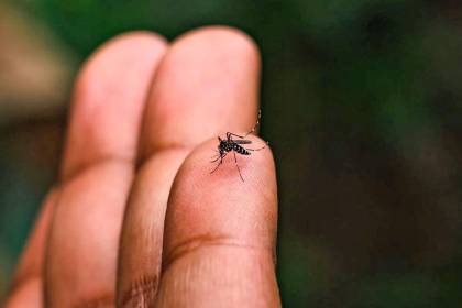 Potosí reporta 31 casos de chikungunya y el Sedes se declara en emergencia