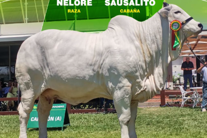 Expocruz 2026 ya tienen a sus grandes campeones de las razas cebuinas; Shakira FIV Sausalito se consagra en la raza Nelore