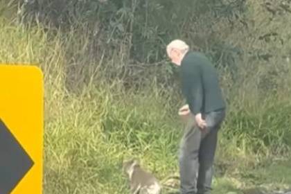 Abuelo héroe: Terry, de 82 años, rescata a un koala en plena carretera y conquista corazones 