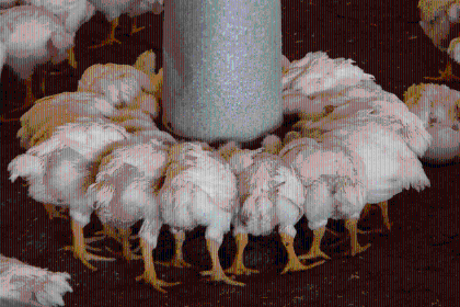 Más de 100.000 pollos mueren de hambre: “Estamos en estado de desesperación”, alertan los productores de Pocona