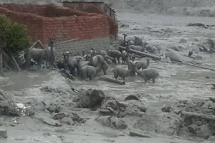 Emergencia en Llallagua: Mazamorra arrasa una comunidad y deja bajo el lodo animales y viviendas