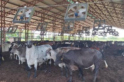 Productores de leche exigen abrogar el decreto del diésel: “Esto le va a traer muchos problemas al Gobierno”